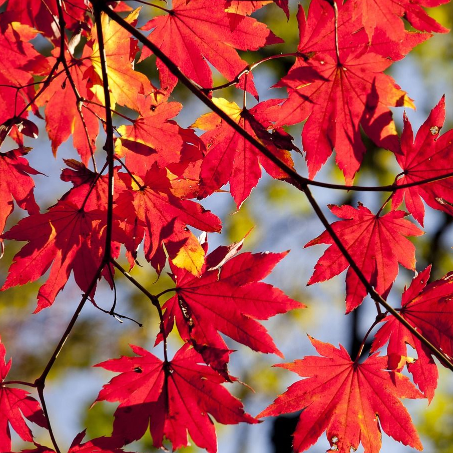 Öffnet die Seite 'Öffnungszeiten in den Herbstferien'